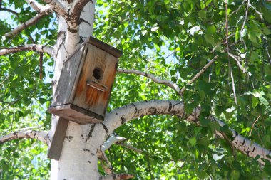 Birdhouse on a tree clipart