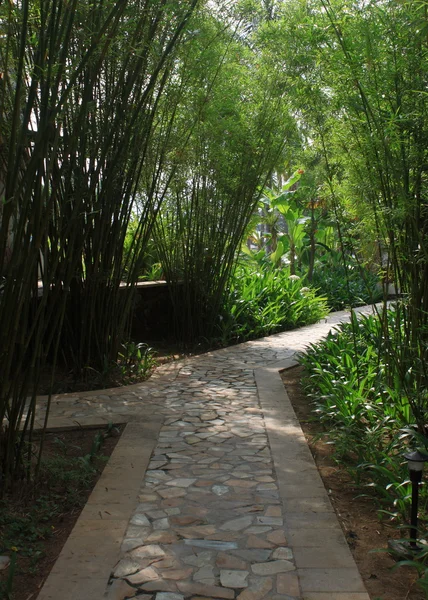 Sentier étroit dans le jardin de bambou — Photo