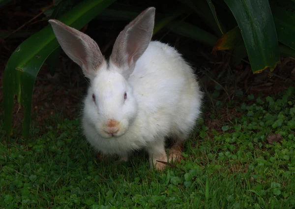 Sevimli tavşan Stok Fotoğraf