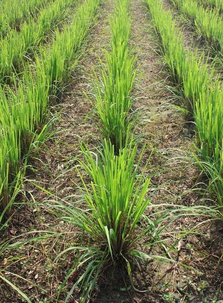 stock image Farm field