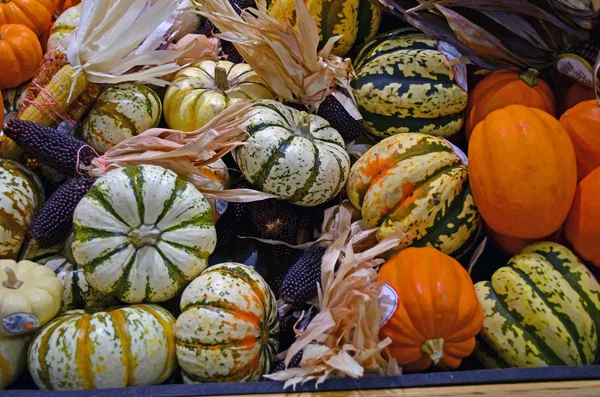 Pumpkins and Gourds — Stock Photo, Image