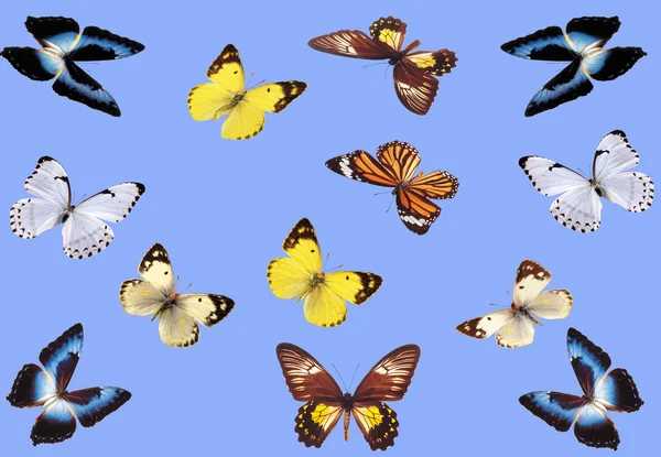 Schmetterlinge — Stockfoto