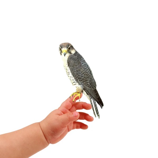 Hand en vogel — Stockfoto
