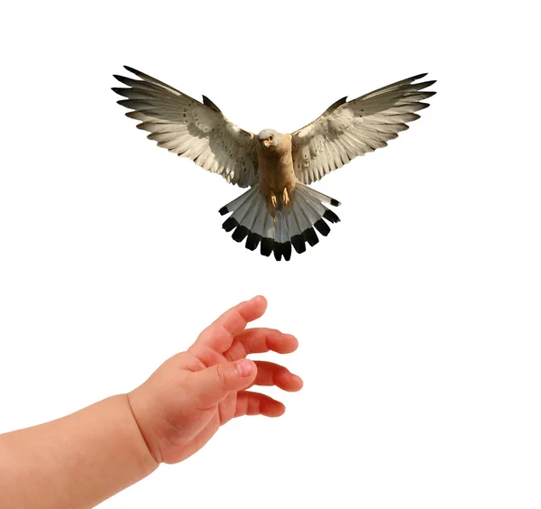 Main et oiseau — Photo