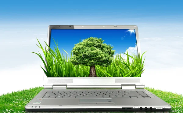 Дерево і ноутбук — стокове фото