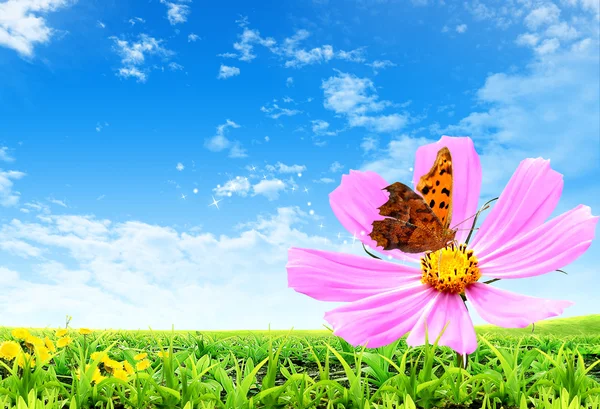 Flor y mariposa — Foto de Stock