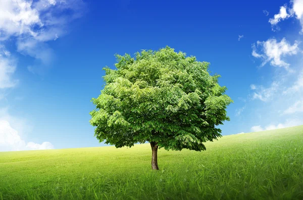 Gröna träd — Stockfoto