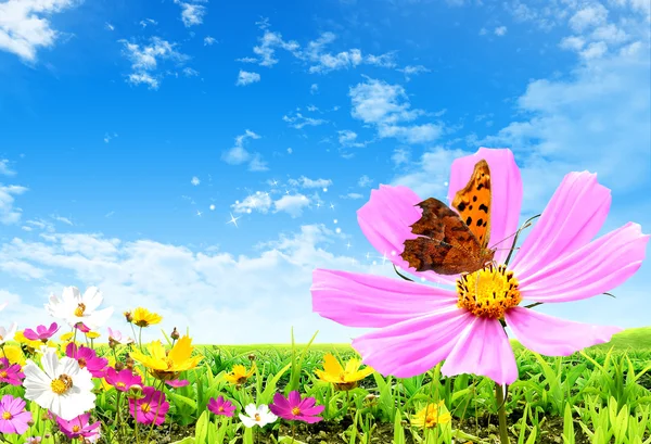 Λουλούδι και πεταλούδα Εικόνα Αρχείου