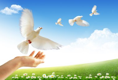 Flying doves clipart