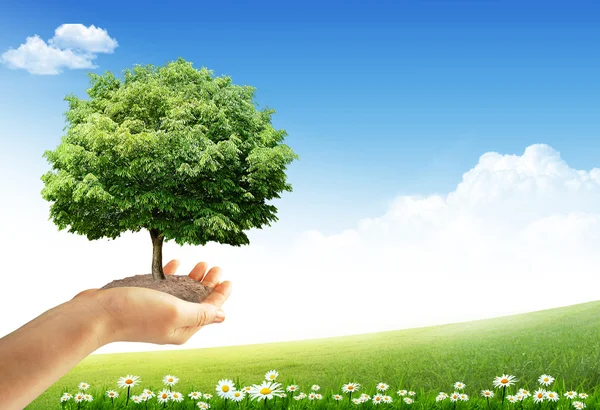 Tree and hands — Stock Photo, Image