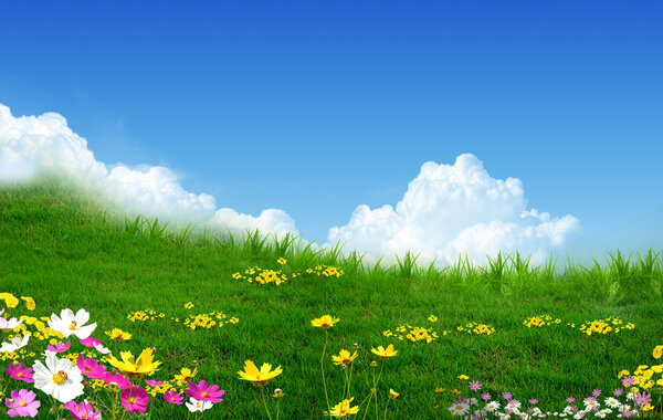 Flower field,blue sky and sunlight.