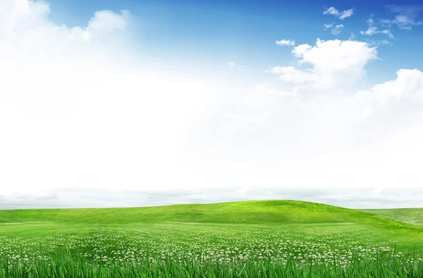 Зеленое поле Стоковое Фото