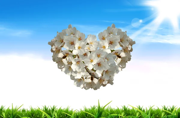 Hjärtat från blomma — Stockfoto