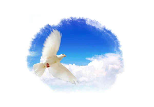 A dove — Stock Photo, Image