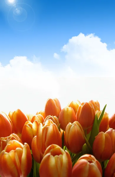 Gule tulipaner - Stock-foto