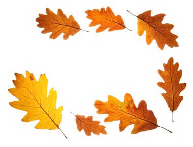 Autumn oak leaves clipart