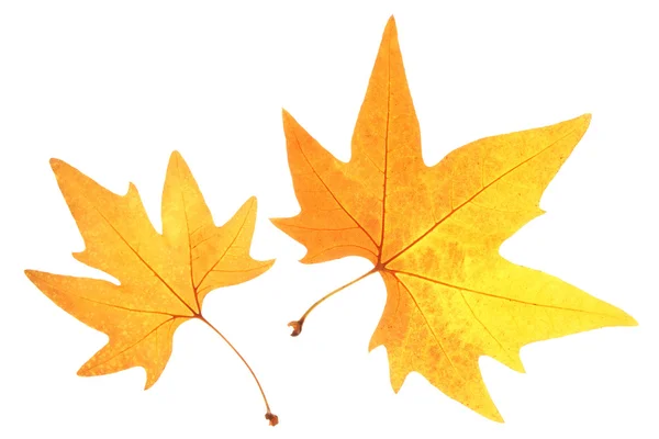 Světle barevné podzimní listí — Stock fotografie