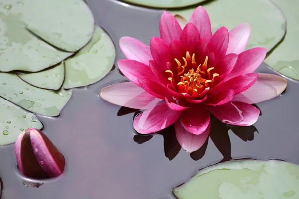 Blühender Lotus — Stockfoto