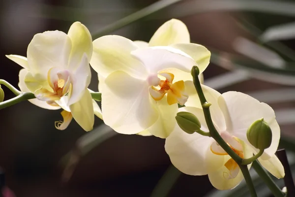 stock image Yellow orchid flowers