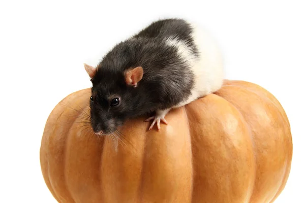 Домашняя крыса на тыкве — стоковое фото