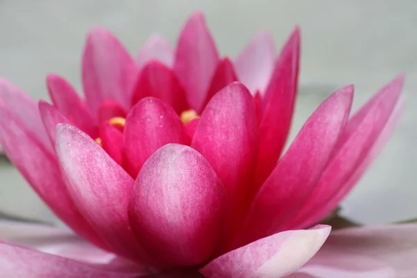 Lotus yakın çekim — Stok fotoğraf