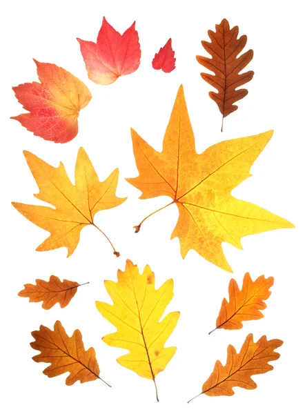 Набір осінніх листя — стокове фото
