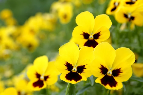 Панси жовті квіти — стокове фото