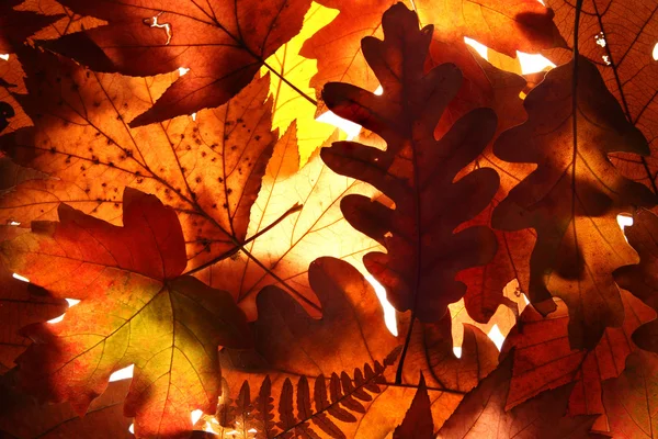 Őszi levelek háttér — Stock Fotó