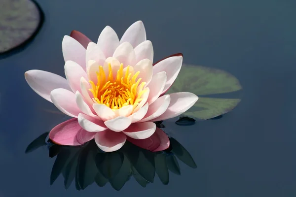 Lotusblüte Stockbild