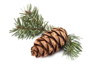 Pine cone clipart