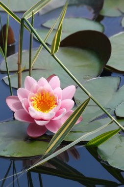 Lotus on the lake clipart
