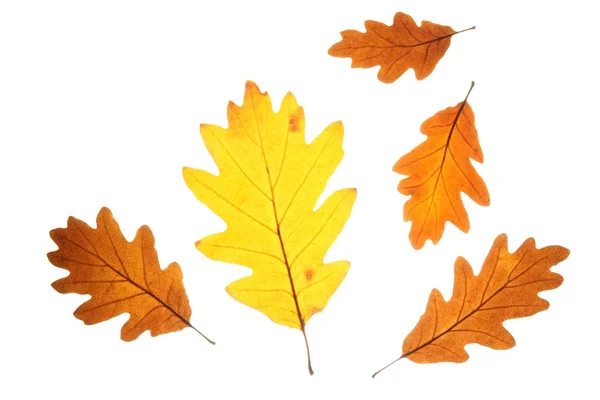 Цветные дубовые листья — стоковое фото