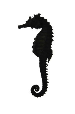 Seahorse isolated clipart