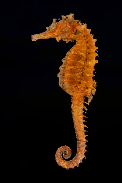 stock image Seahorse