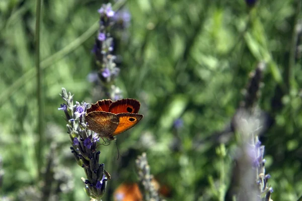 stock image Butterfly