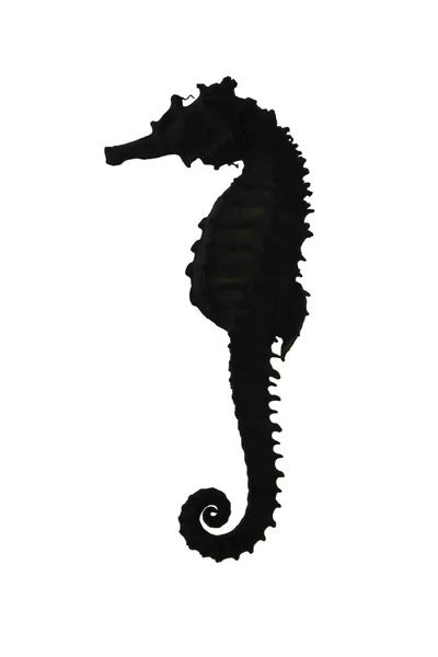 Seahorse na białym tle — Zdjęcie stockowe
