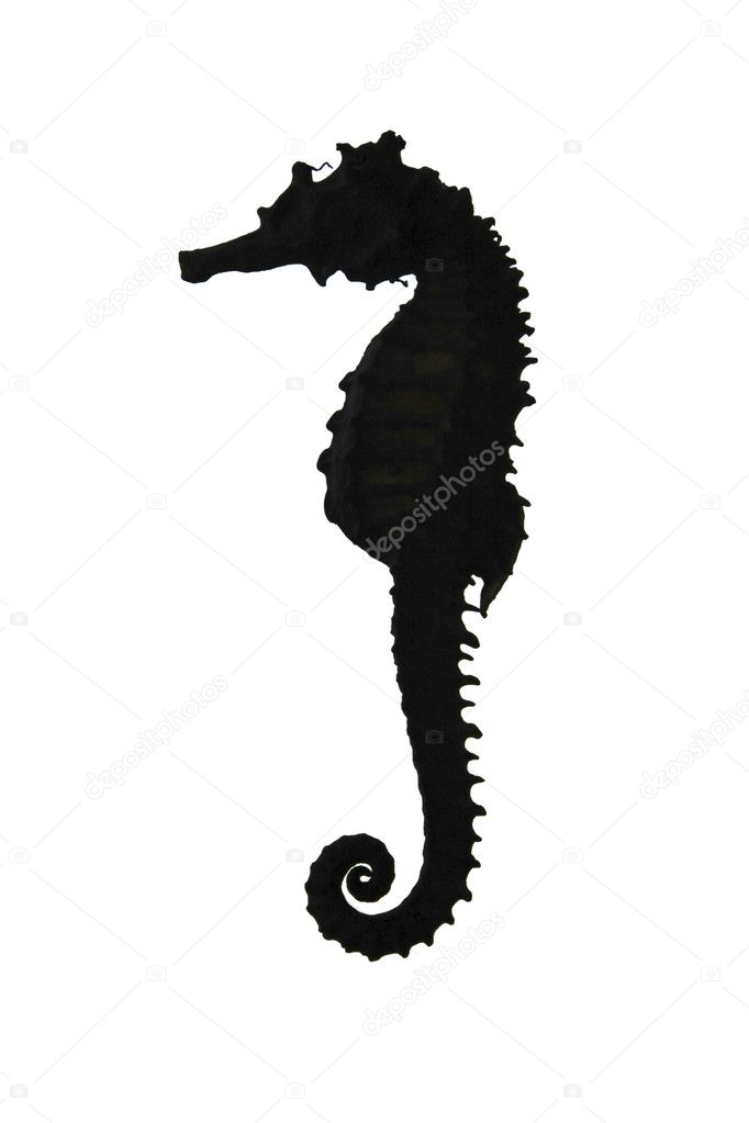 Seahorse isolated