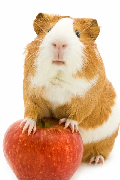 Cochon d'Inde rouge et blanc et pomme rouge — Photo