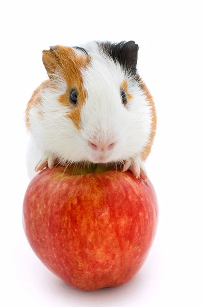 기니 돼지와 빨간 사과 — 스톡 사진