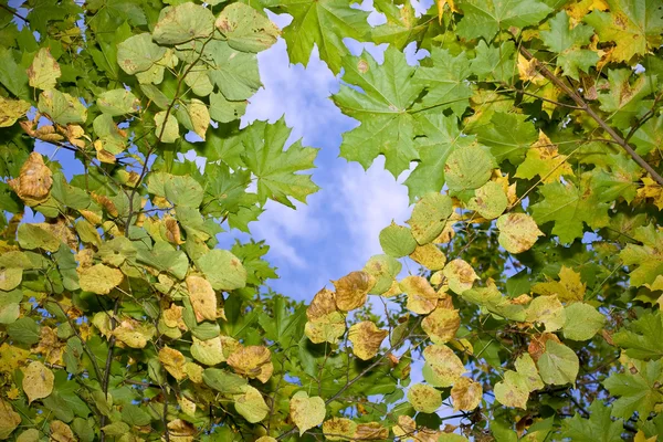 Herfstbladeren zwevend in de lucht — Stockfoto