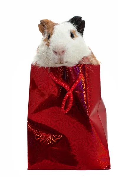Guinea pig in a gift bag — Stock Photo, Image