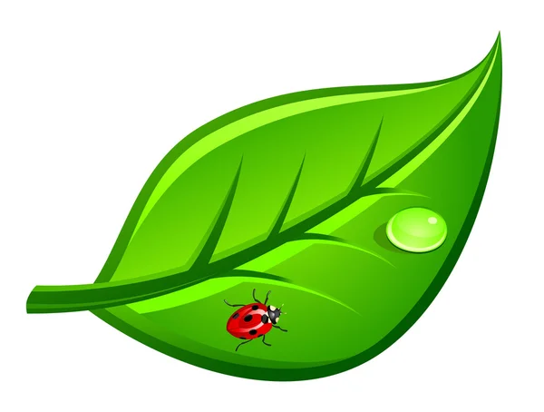 Mariquita en la hoja — Vector de stock