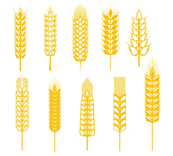 Oreilles de céréales — Image vectorielle