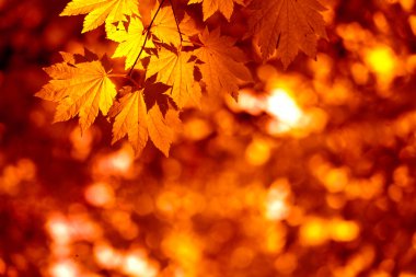 Autumnal leaves clipart