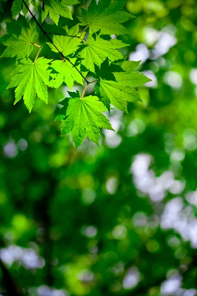 stock image Spring forest background