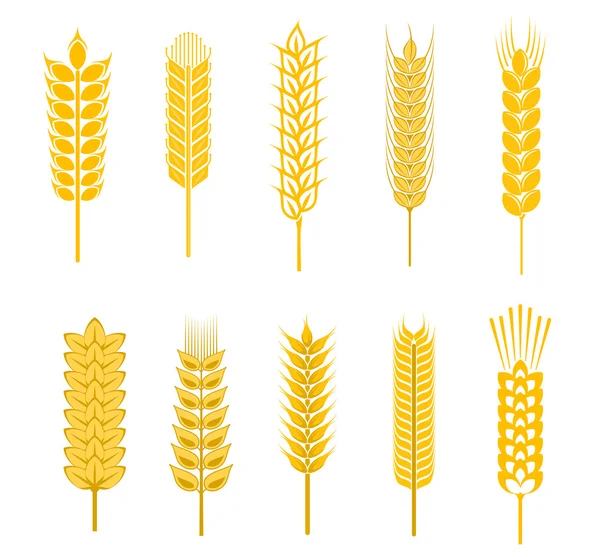 Symbole zbóż — Wektor stockowy