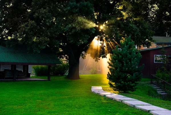 Φως του ήλιου μέσα από το πράσινο λιβάδι — Φωτογραφία Αρχείου