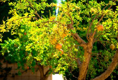 Pomegranate Tree in Spain, Granada clipart