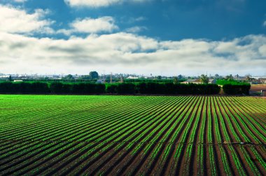 Agricultural field and blue sky clipart