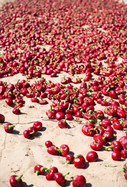 stock image Red pepper outdoors